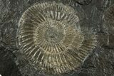Dactylioceras Ammonite - Posidonia Shale, Germany #228045-1